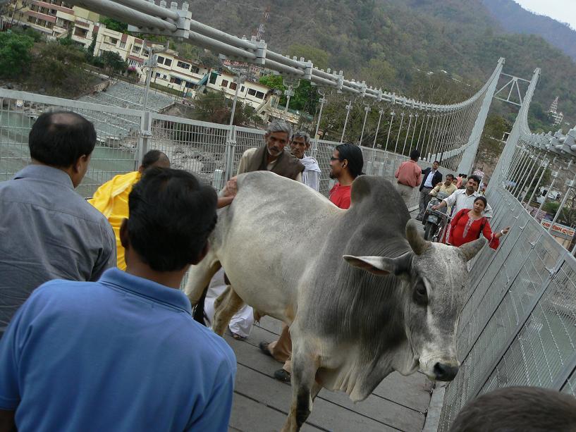 Vache en travers du pont