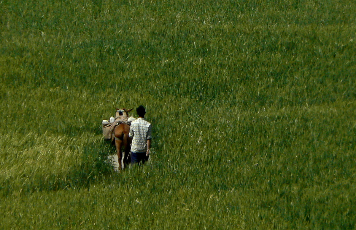 Un homme et un cheval dans les champs